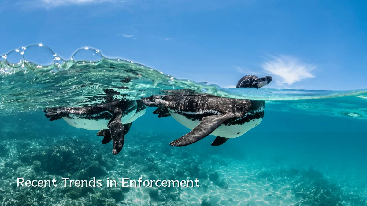 Recent Trends in Enforcement